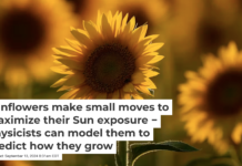 Sunflowers use tiny movements to follow the Sun’s path throughout the day. AP Photo/Charlie Riedel